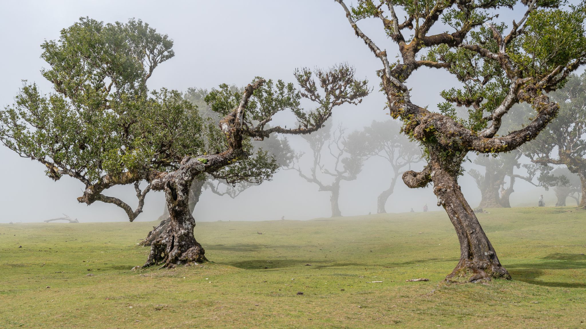 Posto Florestal do Fanal